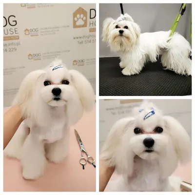 Dog House fryzjer dla psów Wola Duchacka